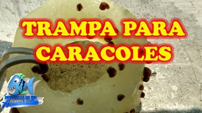 Como Hacer Una Trampa Para Caracoles Reyes Del Agua