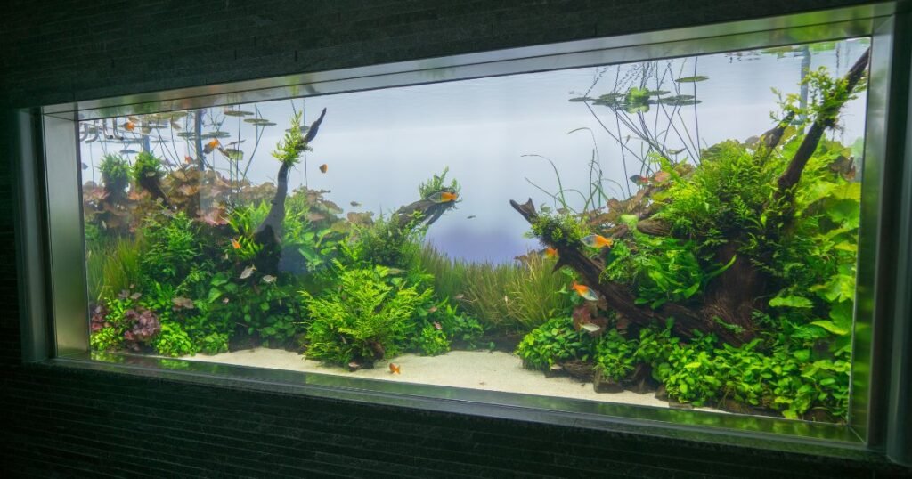 Acuario de aquascaping con plantas acuáticas y rocas, representando la categoría de Aquascaping