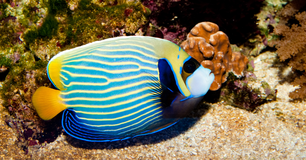 Ángel Emperador (Emperor Angelfish)