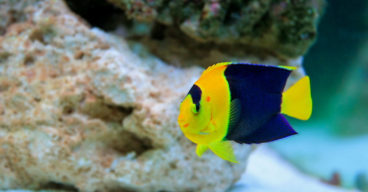 Ángel Enano (Dwarf Angelfish)