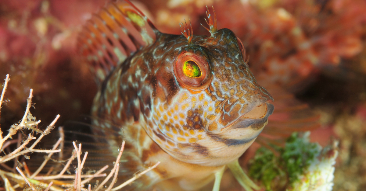 Blénidos (Blennies)