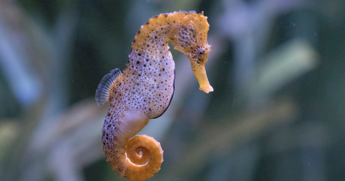 Caballitos de Mar (Seahorses)