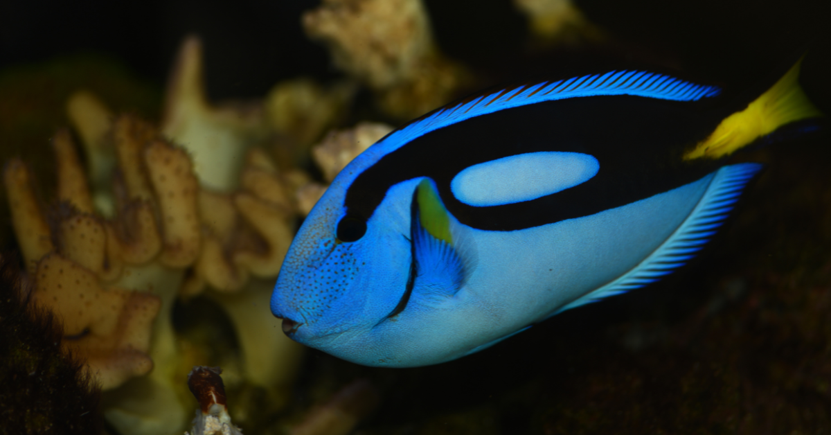 Cirujano Azul (Blue Tang)
