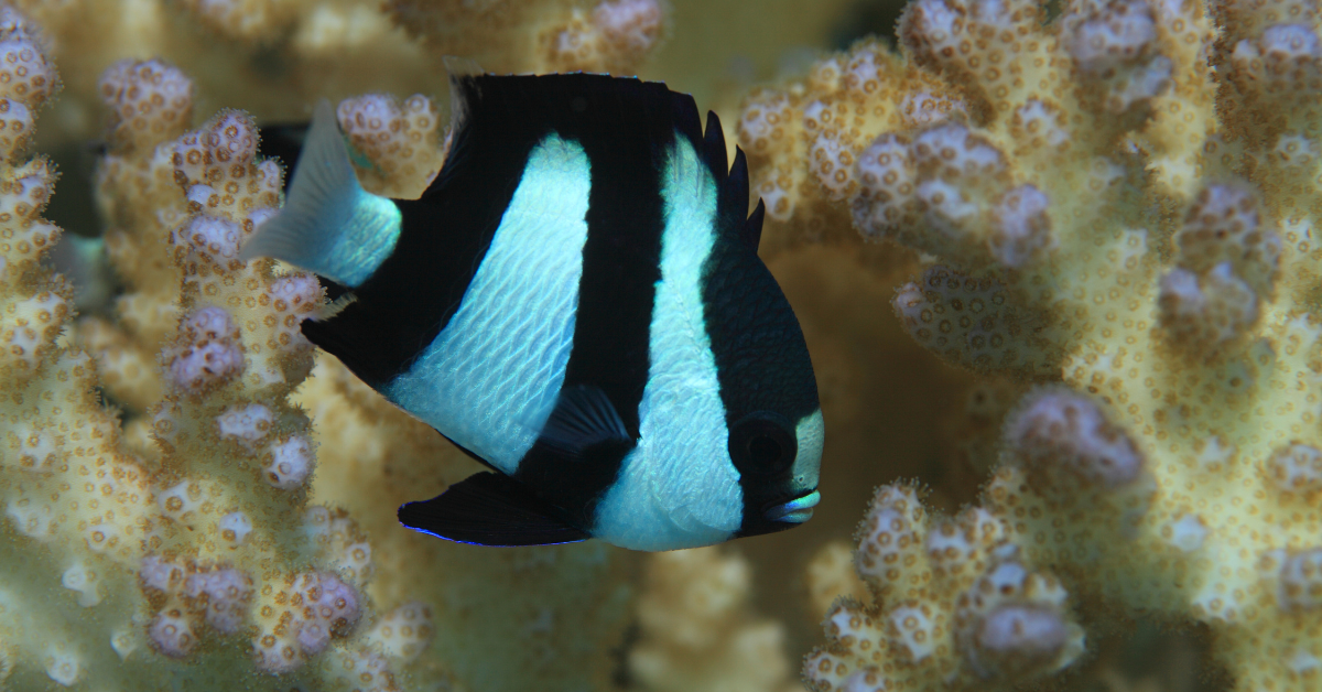 Damisela (Damselfish)