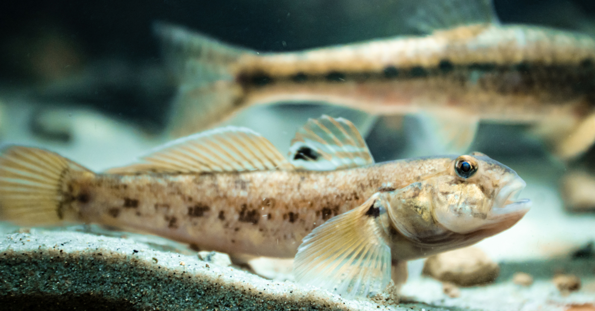 Gobios (Gobies)