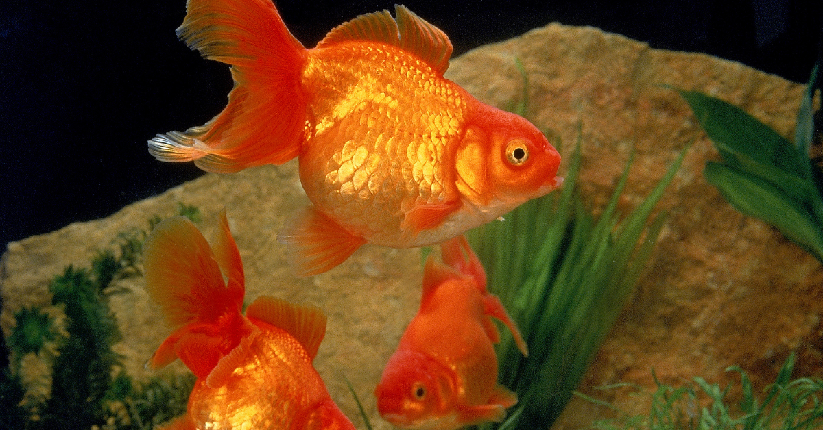 Goldfish (Carassius auratus)