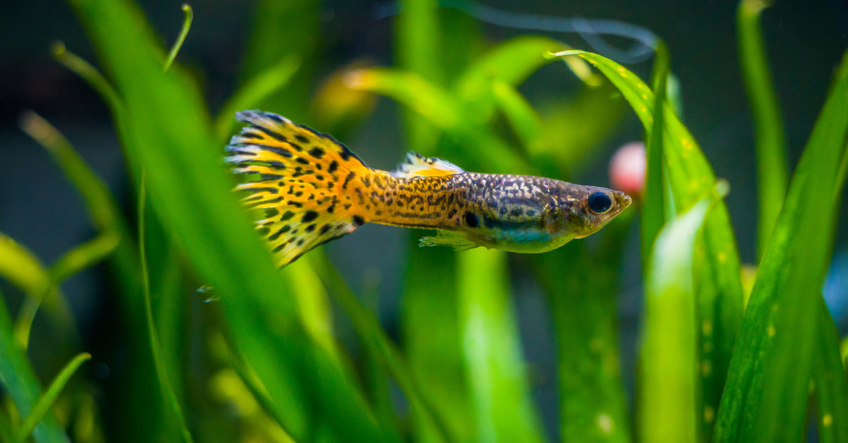 Guppys (Poecilia reticulata)