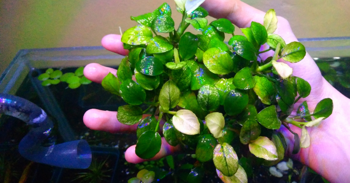 Ludwigia, Anubias y Más: Guías de Cultivo