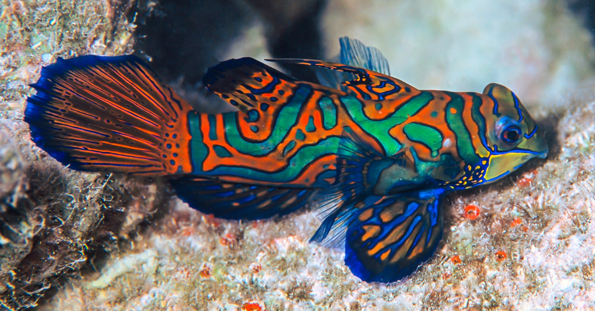 Mandarines (Mandarinfish)