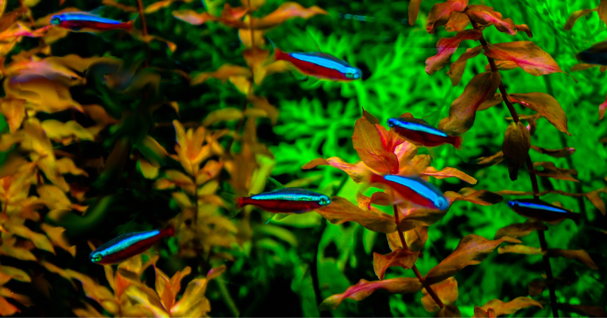 Neon Tetra (Paracheirodon innesi)