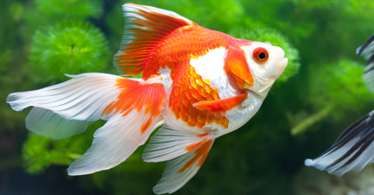 Peces Goldfish: Especies, Alimentación y Salud