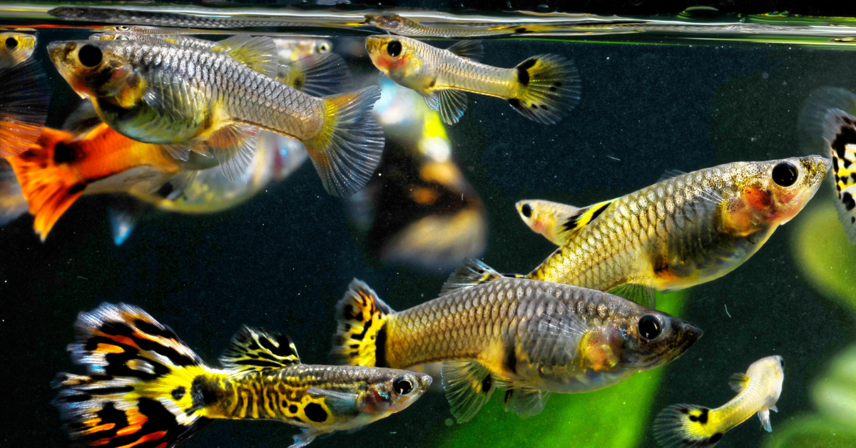 Peces Guppys: Reproducción, Cuidados y Crías