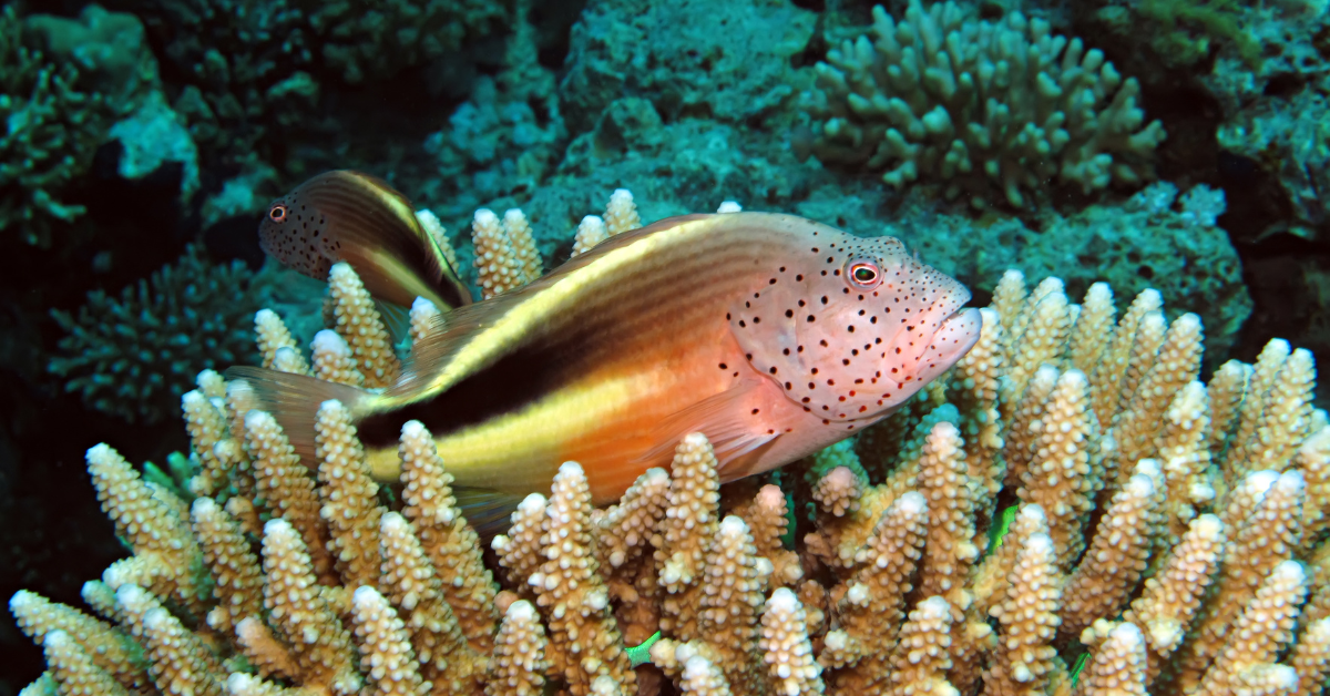 Peces Halcón (Hawkfish)