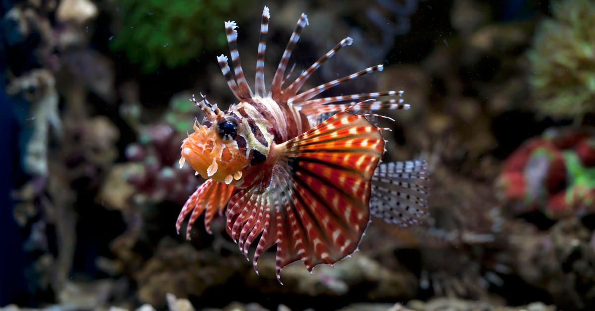 Peces León (Lionfish)