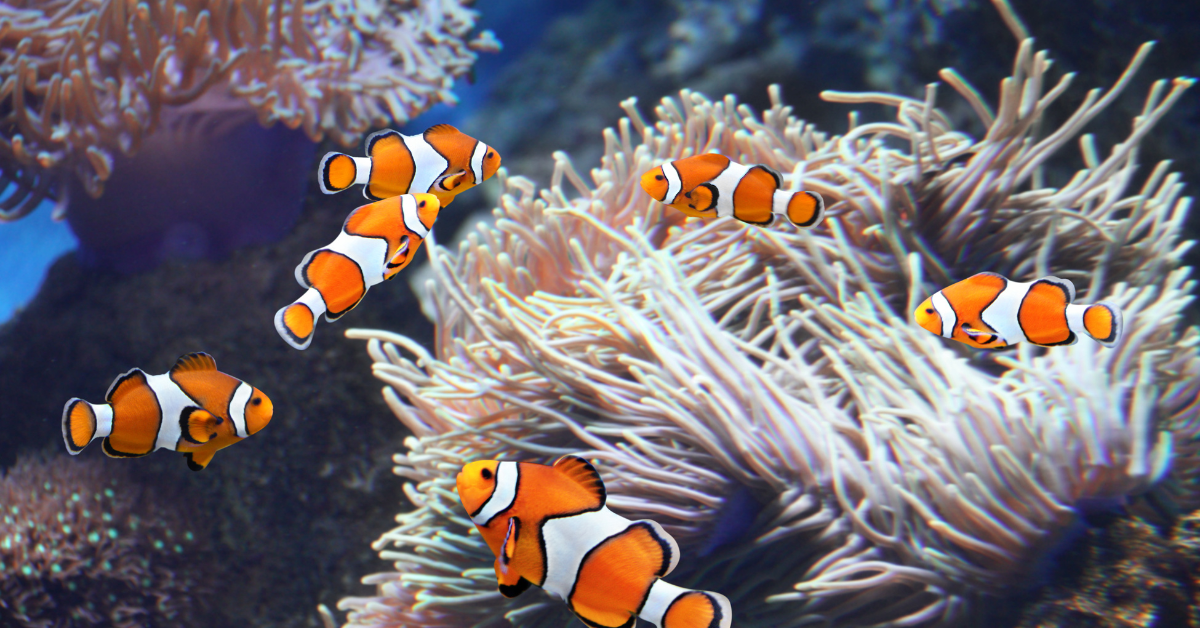 Peces Payaso (Clownfish)