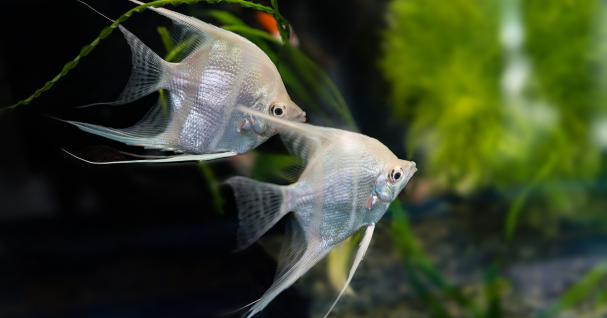 Pez Ángel (Pterophyllum scalare)