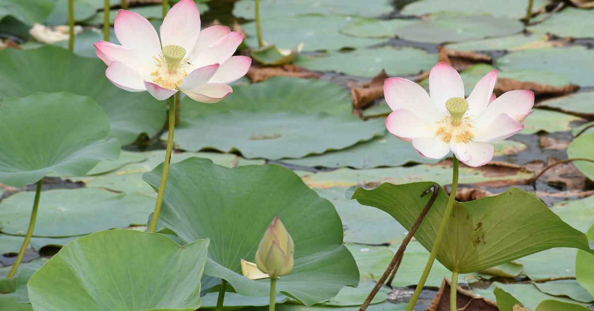 Plantas Flotantes y su Utilidad