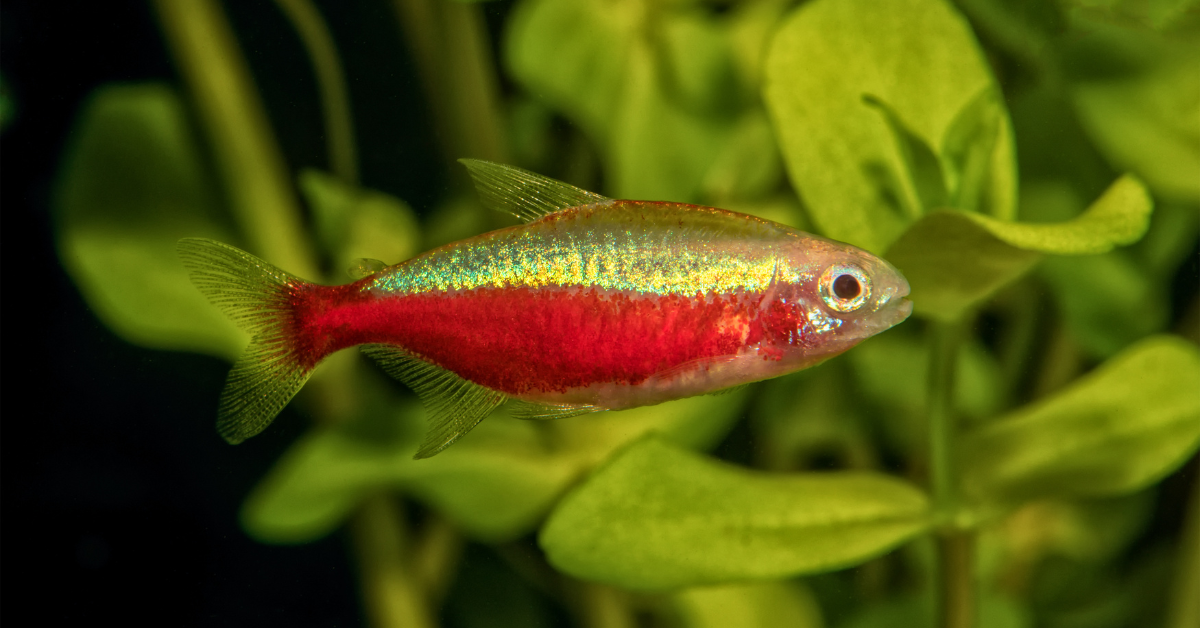 Tetras Cardenal (Paracheirodon axelrodi)
