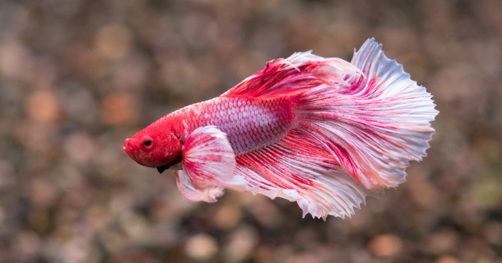 Pez Betta