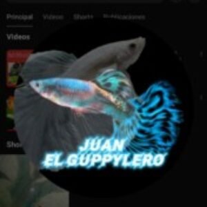Profile photo of Juan